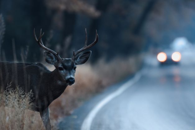 Deer wandering into road, car in distance