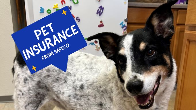 Bullet - the best dog ever - Pet Insurance