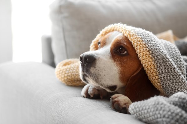 Dog under blanket