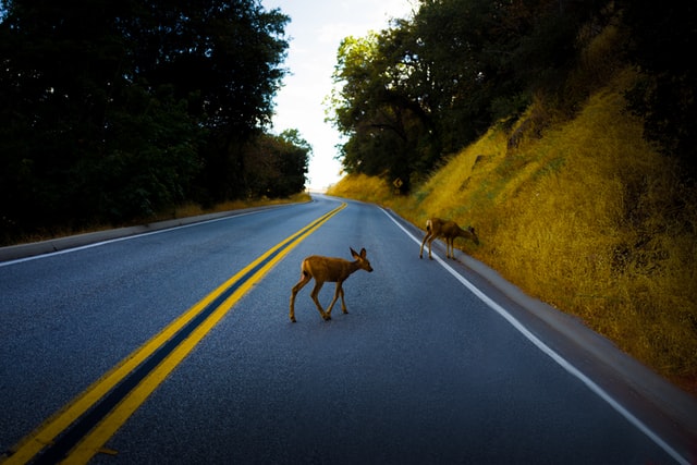 Best Auto Insurance - deer in road