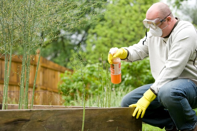 Man spraying pesticides on plants