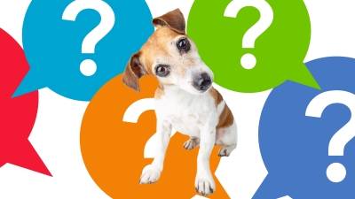 Confused puppy wondering why his homeowners insurance increased
