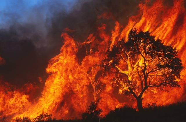 Wildfire burning tree and grass, Protect your home from wildfires