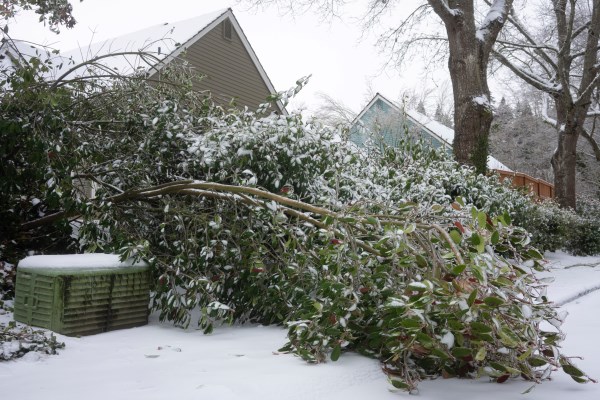Fallen tree covered in ice. Winter Weather Insurance Claims