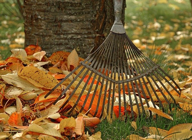 fall leaves with rake