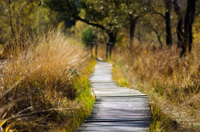 Boardwalk trail through tall grass